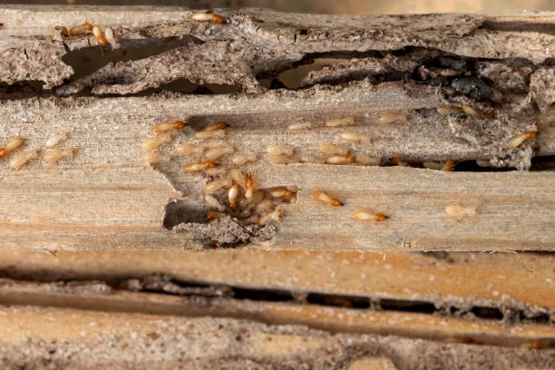 Best Commercial Pest Control Services  in Start, LA